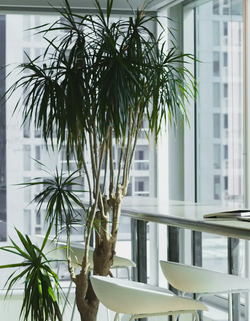 Minimal office corner with a tall plant